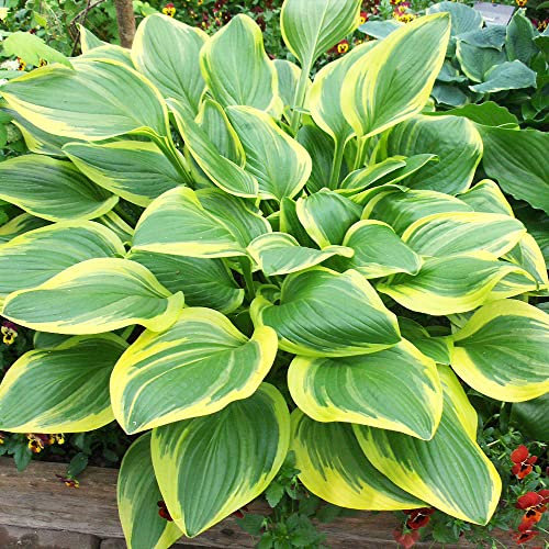 Hosta Final Victory, 3 Mehrjährige Hosta Pflanzen, Winterharte Funkein Nacktwurzel Stauden aus Holland (kein Samen, Zwiebeln und nicht künstlich). Perfekt als Bodendecker im Schatten