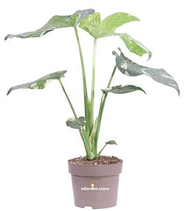 Pianta di Monstera Thai Constellation pianta da interno pianta rara pianta di Monstera Thai Constellation variegata pianta ornamentale pianta vera di Monstera venduta da eGarden.store (Vaso 14 cm)