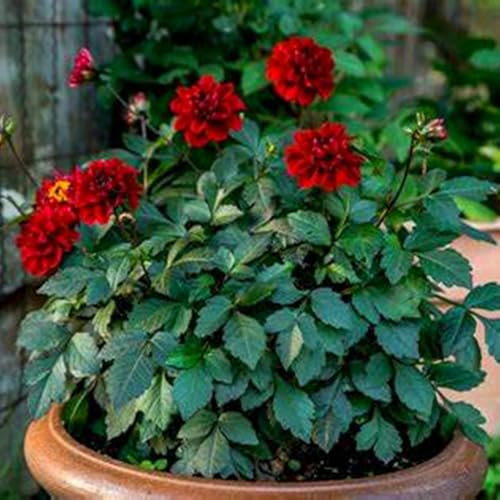 Bulbes de dahlia brillants en vrac, vivaces, plantation professionnelle pour de superbes présentations de jardin - 4 bulbes-G