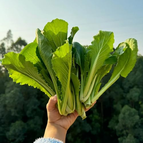 Las semillas de Pak Choi son resistentes al invierno, exóticas de decorativas hojas mostaza china para balcones interior 100pcs