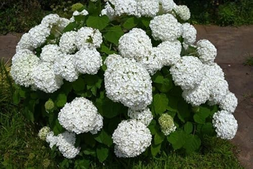 3 x Hortensien Annabelle 40–60 cm im Topf | Hydrangea arborescens | Blühende Gartenpflanze weiß großballig & winterhart | sofort pflanzbar