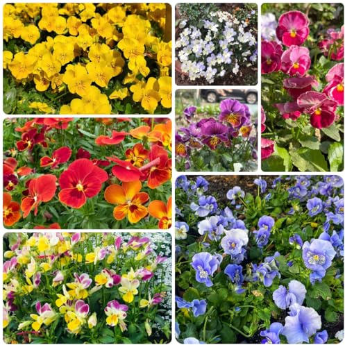 stiefmütterchensamen, kletterpflanzen winterhart, bio stiefmütterchen, hochbeet steingartenpflanzen winterhart frühlingsblume 30pcs