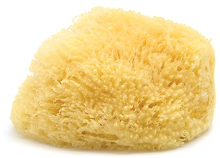 Neptune Caribbean Sea Sponge, Hand Cut, XXL, Approx. 8-9 inches