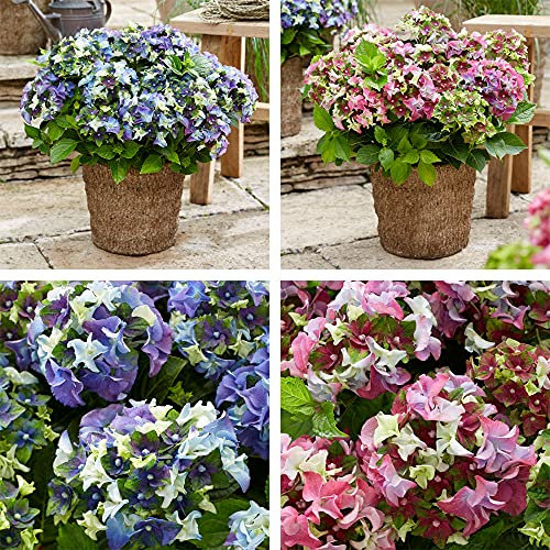 Hydrangea Plants Outdoor Garden Ready macrophylla 'Lady MATA Hari Duo' Royalty Collection Deciduous Hardy Shrub Easy to Grow Your Own Garden Flowers 2-Litre Potted Plants by Thompson & Morgan
