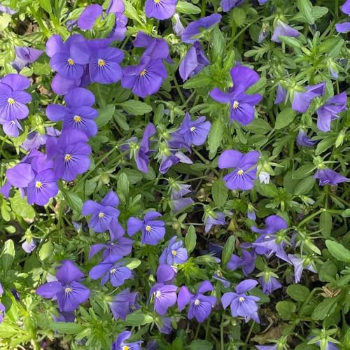 100 piezas Semillas de violeta cornuda resistentes - semillas de flores silvestres, semillas de flores cortadas Semillas de viola cornuta, prado de flores semillas cama elevada balcón