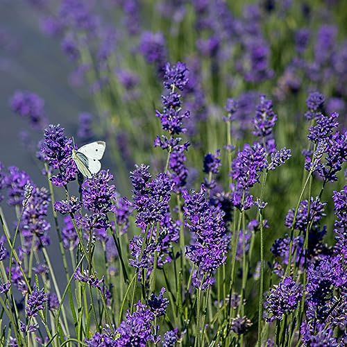 semi di lavanda, giardino Vecchie varietà resistenti esotiche 550pcs