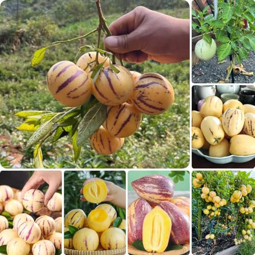 400 pcs Melonenbirne Pflanze Samen säulenobst balkon deko exotische pflanzen winterhart Birnenmelone Pepino, Solanum muricatum, obstsamen zimmerpflanzen wenig lichtbedarf obstbäume