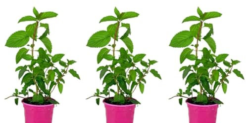 Pack de 3 plantas aromáticas de Menta Piperita, 20-25 cm. Planta aromática con hojas verdes y frescura intensa. Segura Garden.