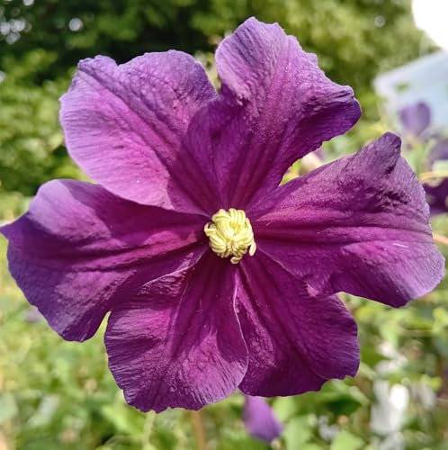 Waldrebe Clematis viticella Etoile violett 60-100 cm Kletterpflanze lila winterhart
