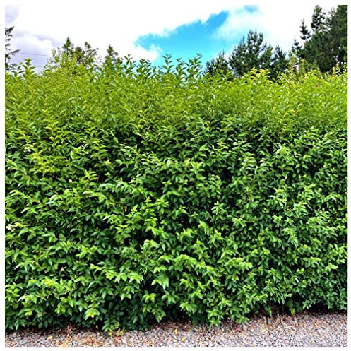 3 Green Privet Hedging Ligustrum Plants Hedge 2-3ft, 60-90cm,Quick Growing Evergreen 3fatpigs®