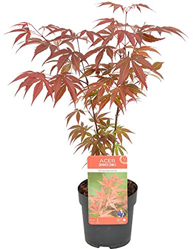 Bloomique - Acer palmatum Atropurpureum - Érable du Japon - Feuillage pourpre - Résistant au froid - 20-30 cm de Haut - Pot 10,5 cm