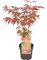 Acero del Giappone | Acer Palm. Atropurpureum per unità – Pianta da esterno in vaso di coltura Ø 10,5 cm – 30 – 35 cm