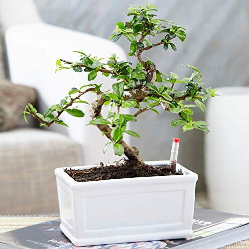 Bonsai Chinesische Ulme – Lebendiger Japanischer Baum mit einer 'S-Form' 1 x 15 cm Schale