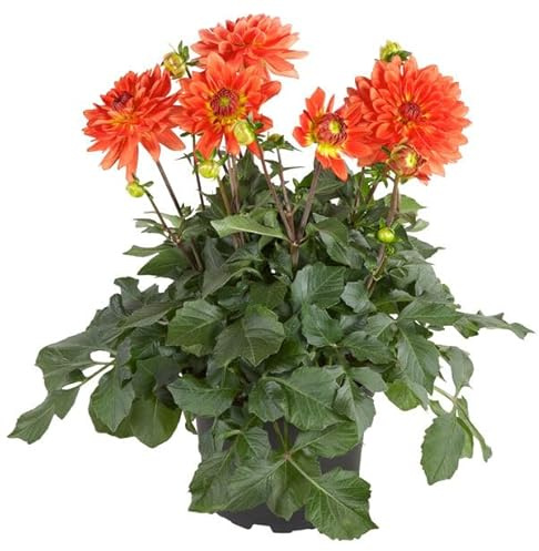 Dalia Planta Natural de Exterior - Planta Fácil de Cuidar