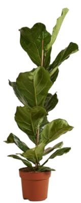 Vivaio Garden Forest, Ficus lyrata - Pianta da interno sempreverde, Foglie grandi a violino decorative, Ideale per casa e ufficio, Luce intensa indiretta, Pianta purificante