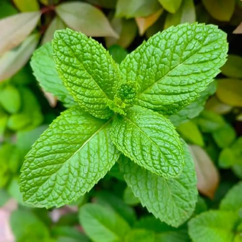 Semillas de menta marroquí resistentes raras, orgánicas, menta verde, tradicionales jardín cocina jardín, exótico 600pcs