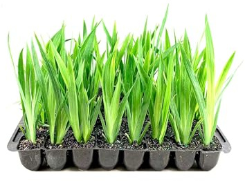 Walking Iris Regina | 3 Live Plants | Giant Apostle Plant | Exotic Fragrant Blooming Specimen