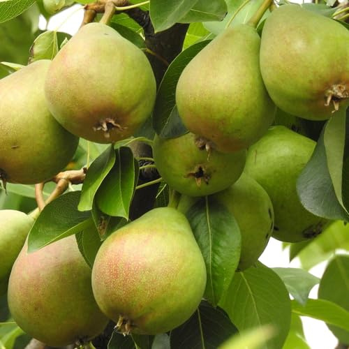 Plant Theory 1.2m Pear Onward Fruiting Outdoor Fruit Tree 9L Pot QA Rootstock