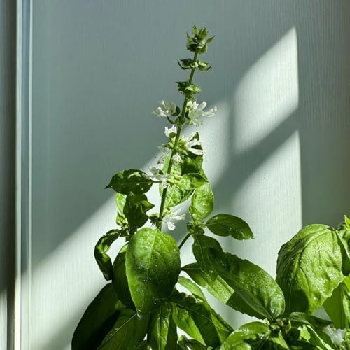 semillas de albahaca - albahaca invernadero balcón de interior raras variedades tradicionales silvestres aromáticas jardín, 350semillas