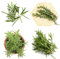 plantas de romero - semillas plantas herbáceas planta de balcón plantas perennes resistentes semillas orgánicas maceta de bonsái semillas hierbas - Plantas raras - planta de romero 1250pcs