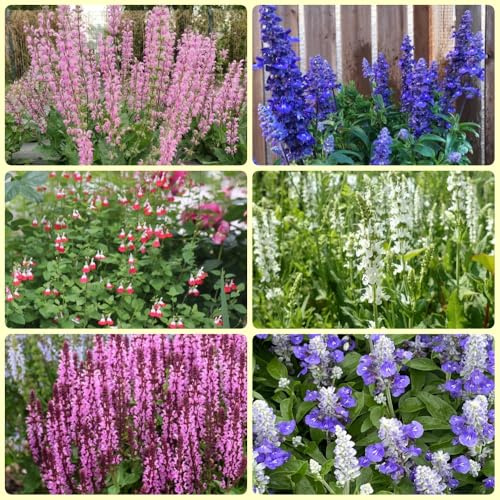Semi di salvia, Semi di Salvia japonica, rare orto di prodotti sostenibili le da giardino 800pcs