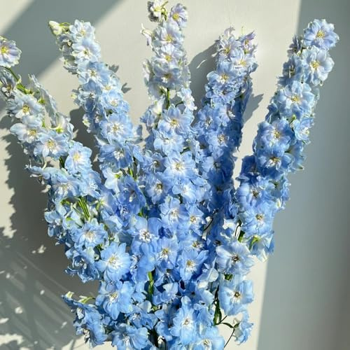 Semi di delphinium - decorazione soggiorno Consolida ajacis - per luoghi soleggiati per esterno resistenti all'inverno delphinium resistente 1000pcs
