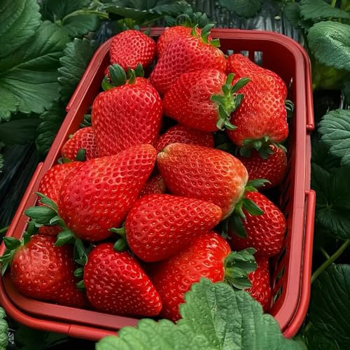 200 pcs erdbeeren samen mehrjährig, erdbeer erdbeersamen alte sorten saatgut pflanze echt hängeerdbeeren balkon pflanze exotische pflanzen exotische früchte hochbeet balkon winterharte