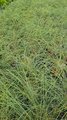 Genista lydia/Genêt de Lydie/Conteneur de 3 à 4 litres/Arbuste couvre-sol