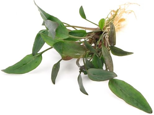 K2AQUA Cryptocoryne Wendtii Red Live Aquarium Plant Stunning Colour Easy Care Low Maintenance Foreground Midground Freshwater Tank Natural Decoration Beginner Friendly