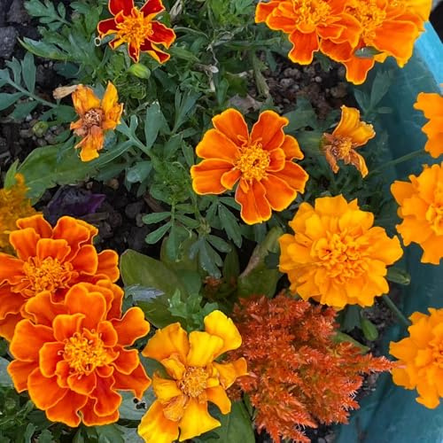 semillas de tagetes perennes - caléndula, perennes resistentes, balcón resistentes de caléndula tagetes orgánicas, 450pcs