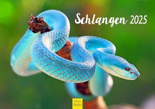 Edition Seidel Premium Kalender Schlangen 2025 Format DIN A4 Wandkalender Tierkalender Schlange Reptilien Schuppenkriechtier