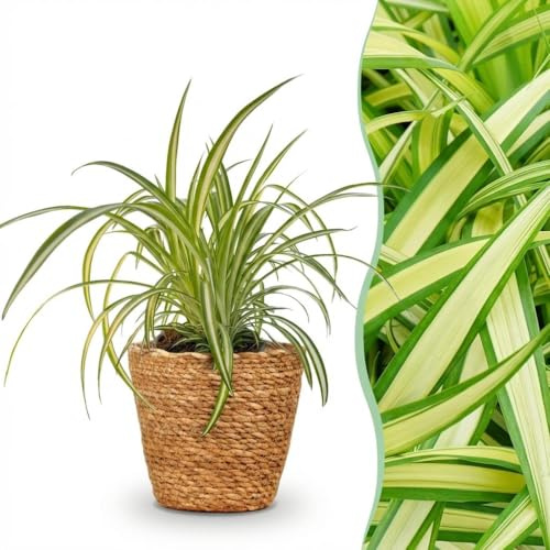 Chlorophytum comosum Variegatum - Variegated Grass Lily - Pet-Friendly Plant - Green - with Basket - 20cm - Ø12cm - Plante d'intérieur - Ensemble complet - Plante avec pot