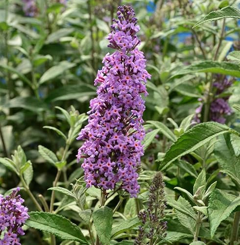 Zwerg Hänge Sommerflieder Little Lila 40-60cm - Buddleja
