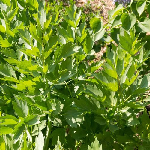 levistico - da giardino biologiche arredamento del soggiorno da cucina giardino, di in vaso serra d'appartamento esotiche 300semi