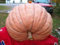 Las semillas de calabaza gigante del Atlántico del mamut de eneldo! Mío fue a la Casa Blanca!