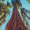 40 semi di sequoia gigante marrone