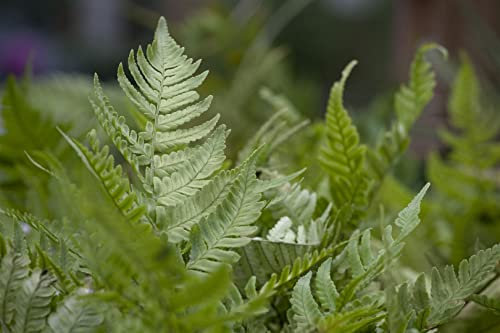 Dryopteris erythrosora 9x9 cm Topf – Winterhart, Mehrjährig, Pflegeleicht – Herbstfarn – Schattenstaude für Garten & Beet