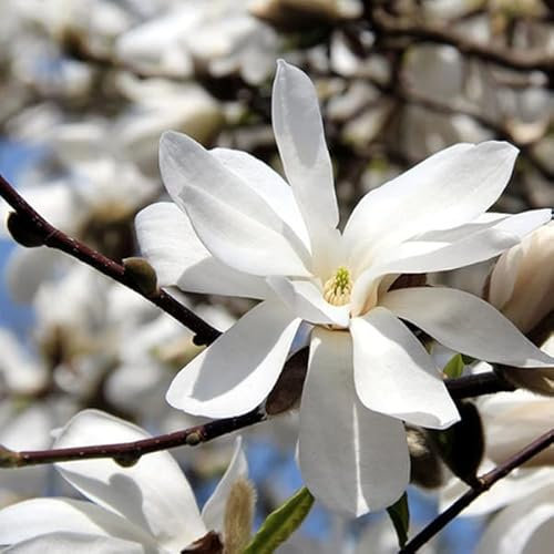 Magnolie loebneri 'Merrill' – Magnolia loebneri 'Merrill' 50–60 C –