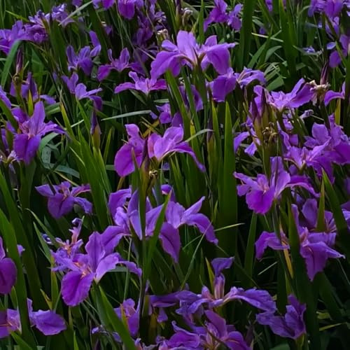 Bulbi di iris, da giardino regali per gli amanti del giardino decorativi rare resistenti per il giardino decorazione da giardino 4pcs
