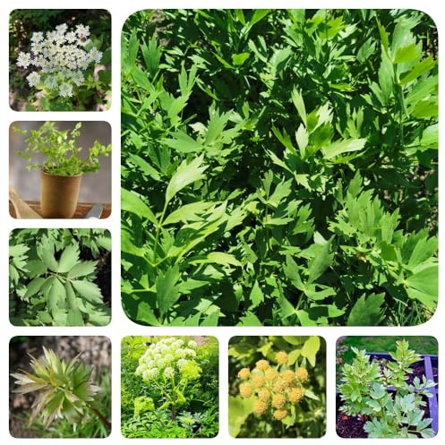 semi di levistico, giardino aromatiche selvatiche semi di aromatiche medicinali vecchie varietà da giardino verdi prodotti sostenibili 350pcs