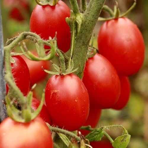 PREMIER SEEDS DIRECT - Organic Tomato Italian - Principe BORGHESE - 75 Seeds