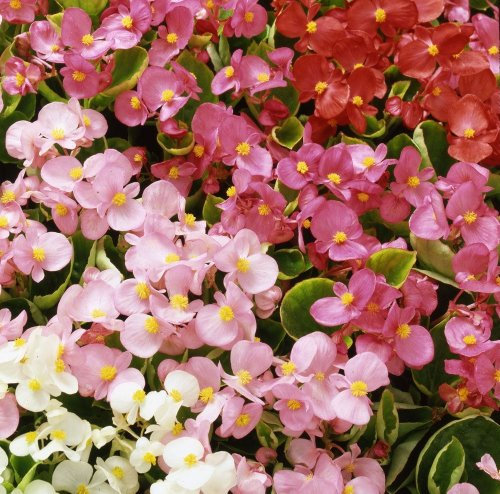 Just Seed - Flower - Begonia semerflorens - Heavens Mixed F1-20 Pelleted Seeds