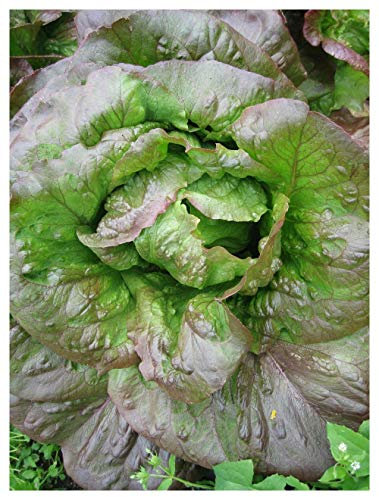 PREMIER SEEDS DIRECT- Lettuce Seeds - RED CIMMARON Romaine - 2000 Seeds