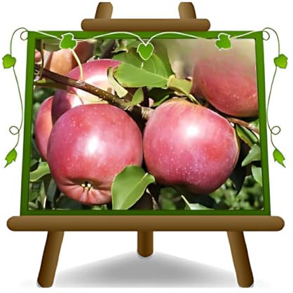 pommier FUJI Plante fruitière vieux sur un pot de 20 - max 170 cm - 2 ans