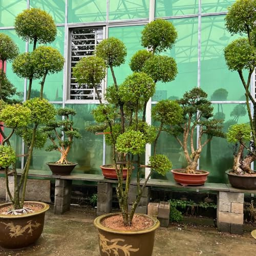 semillas de aligustre - Jardín de arbustos, interior arbusto de aligustre resistente en orgánicas variedades 75pcs