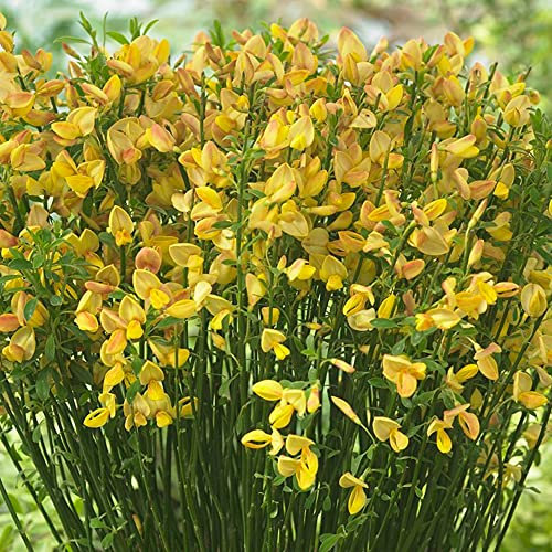 Cytisus Apricot Gem - Broom Plant | Semi-Evergreen Potted Shrub for Sale (15-30cm Incl. Pot)