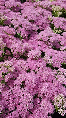Sedum spectabile 'Brillant' / Grand Orpin rose d'automne/Conteneur de 1 à 1.9 litres/Succulente