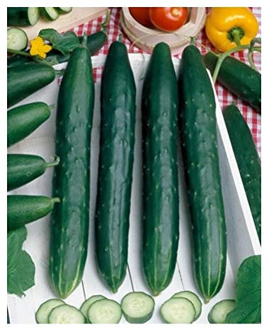 PREMIER SEEDS DIRECT - Cucumber - Early Spring BURPLESS F1-20 Seeds - Organic
