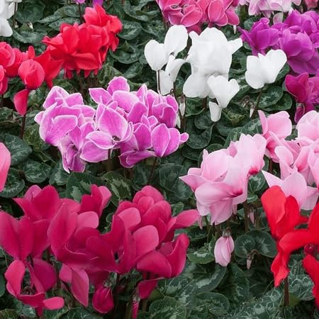 40 graines de fleurs de cyclamen mélangées