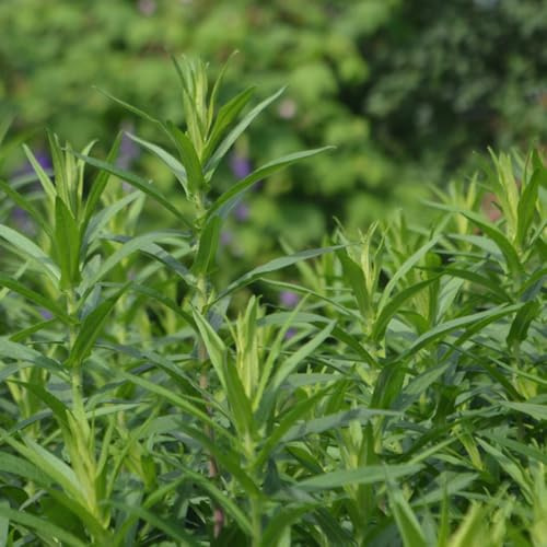 Semillas de estragón, semillas de medicinales exóticas jardín de comprar de estragón 200pcs